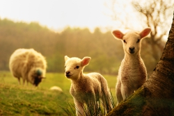 Sheeps goats (10)
